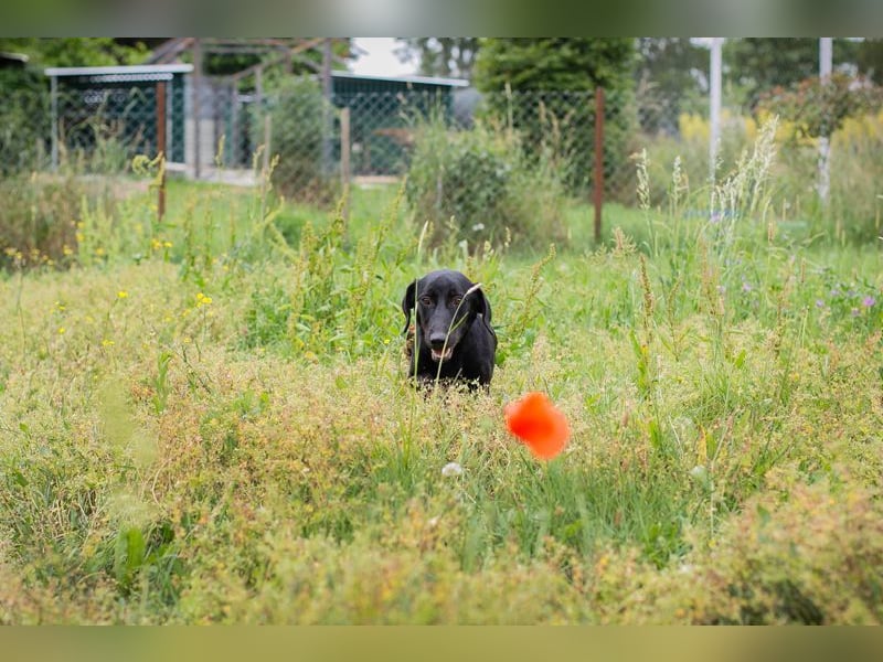 Chip-Nr. 232142 - der aktive und verspielte Hundemann möchte mit seinen Menschen die Welt entdecken