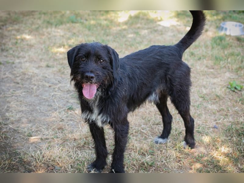 YUNO - der zugängliche, liebe Hundemann liebt Menschen und Artgenossen und sucht ein tolles Zuhause