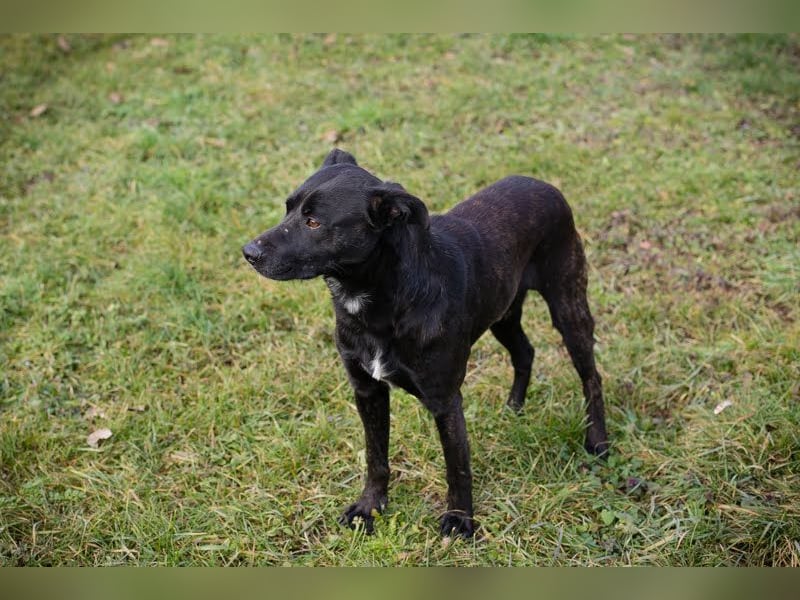 FRITZI - der neugierige, temperamentvolle Rüde geht schon toll an der Leine und möchte viel erleben