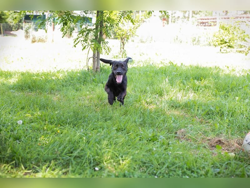 LUCKY - der aktive, verspielte und liebe Hundemann freut sich auf ein eigenes Zuhause