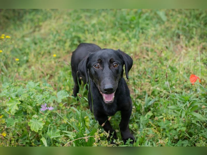 Chip-Nr. 232142 - der aktive und verspielte Hundemann möchte mit seinen Menschen die Welt entdecken