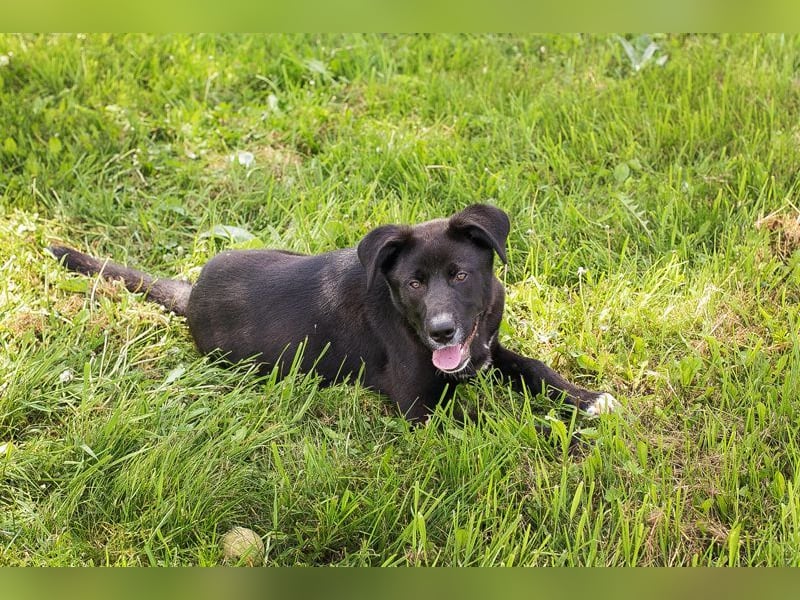 CURTIS - großer, starker, toller Typ sucht kräftige Menschen mit viel Platz