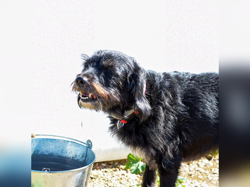 Blacky - Hunde-Opa sucht Sofa für Lebensabend