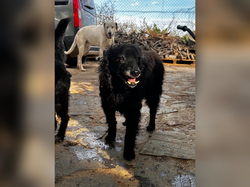 Rufus - älterer Herr sucht ruhiges Plätzchen