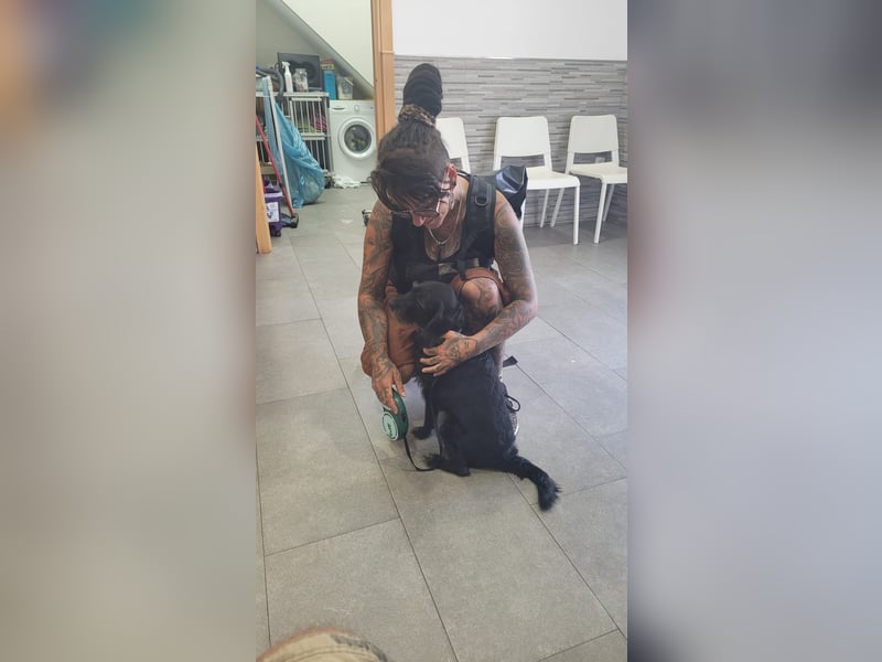 Blacky - Hunde-Opa sucht Sofa für Lebensabend