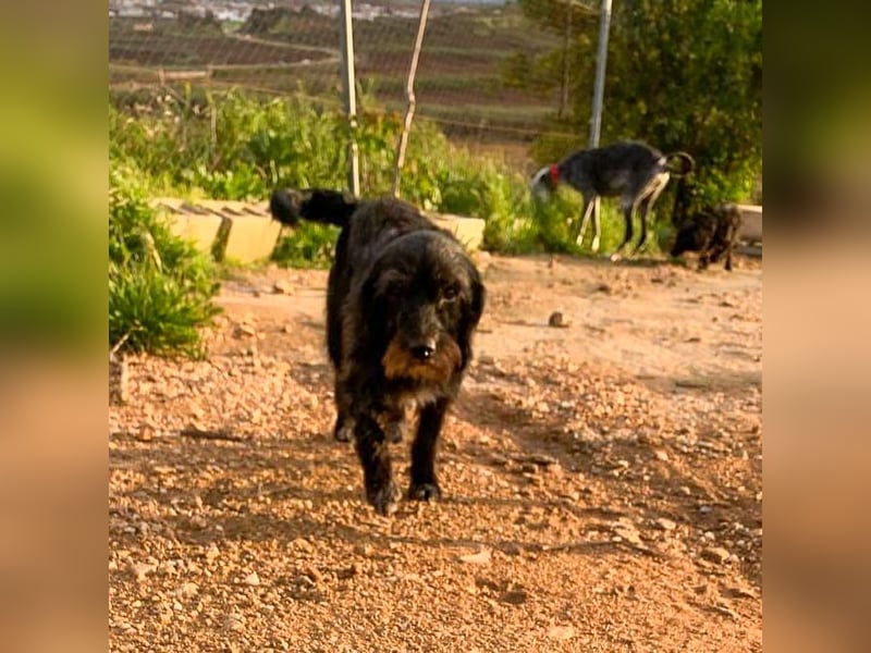 Blacky - Hunde-Opa sucht Sofa für Lebensabend