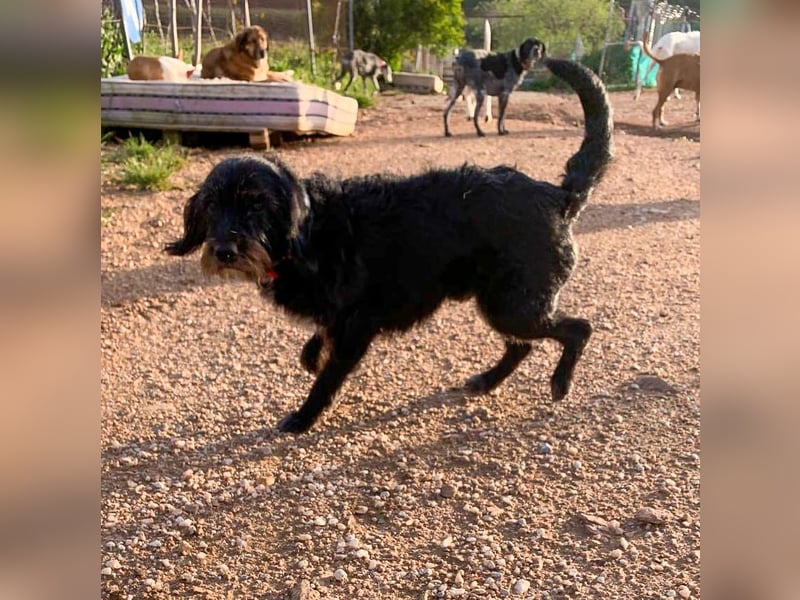 Blacky - Hunde-Opa sucht Sofa für Lebensabend