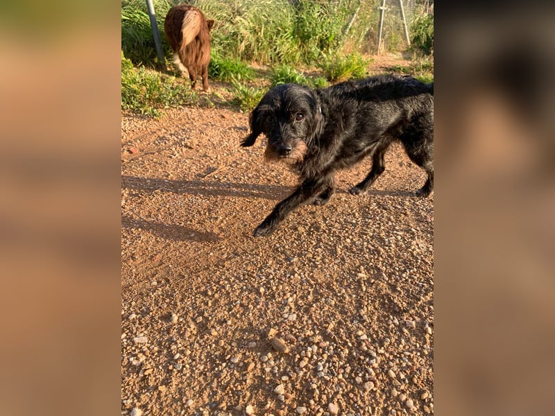 Blacky - Hunde-Opa sucht Sofa für Lebensabend