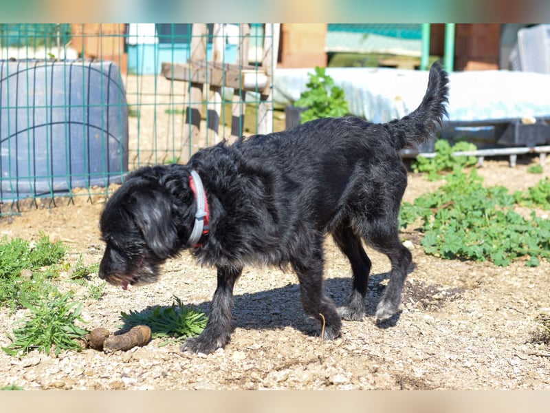 Blacky - Hunde-Opa sucht Sofa für Lebensabend