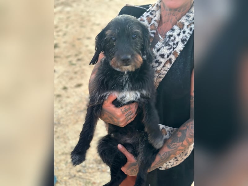 Blacky - Hunde-Opa sucht Sofa für Lebensabend