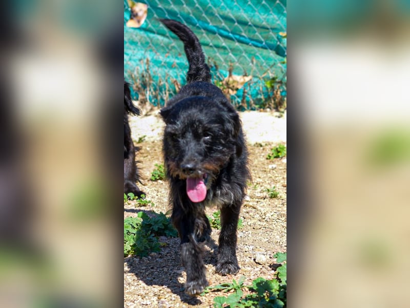 Blacky - Hunde-Opa sucht Sofa für Lebensabend