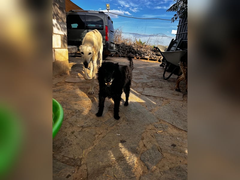 Rufus - älterer Herr sucht ruhiges Plätzchen