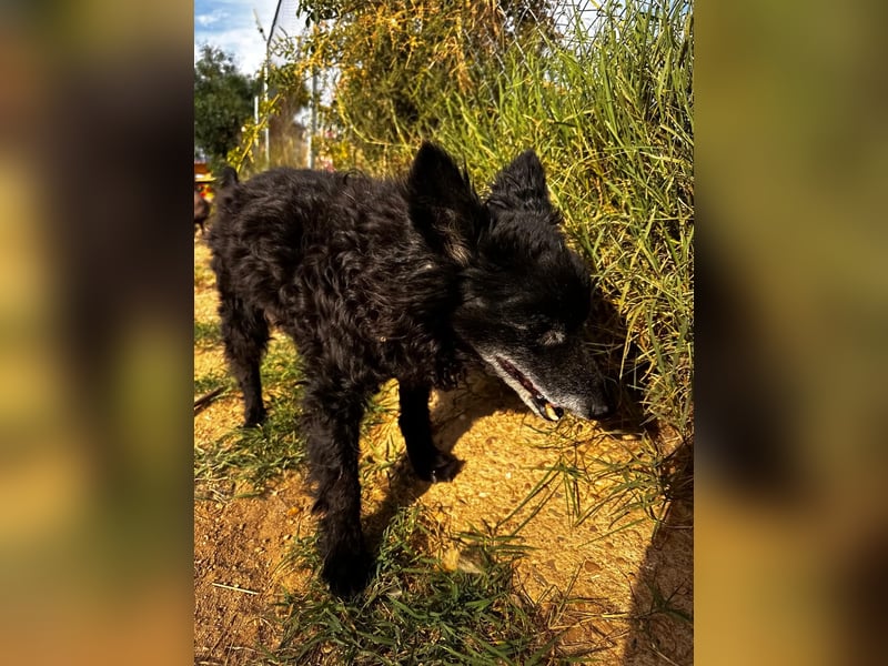 Rufus - älterer Herr sucht ruhiges Plätzchen