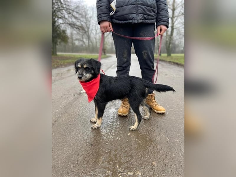 Dax ist ein neugieriger, verspielter Terrierbub
