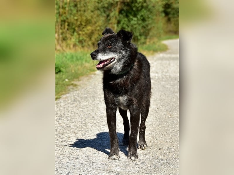 Wolfy hat einen großväterlichen Charakter