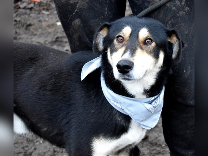Camelot ist ein netter, eher ruhiger Hund