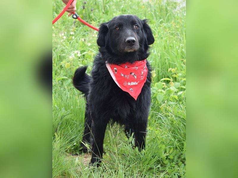 Rawen ist ein freundlicher, sanfter Hundemann