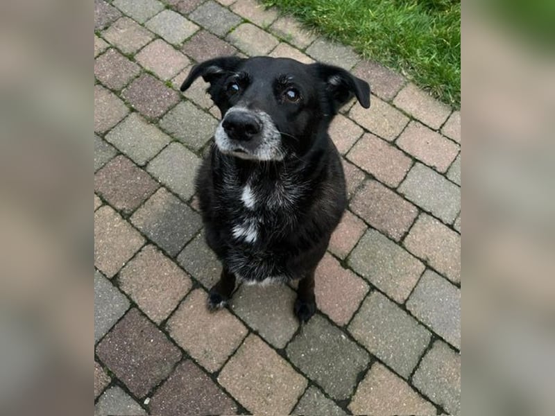 Marti kann auch zu Katzen