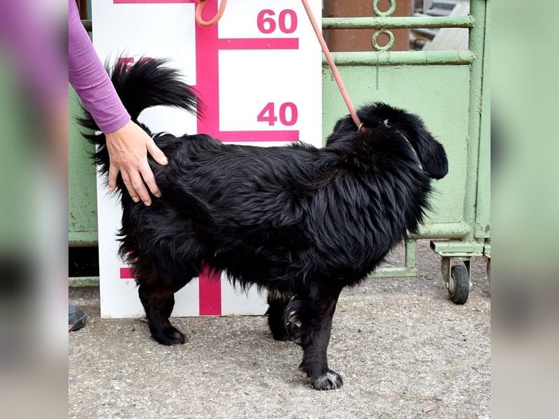Cooper Y157 ist ein herziger Clown