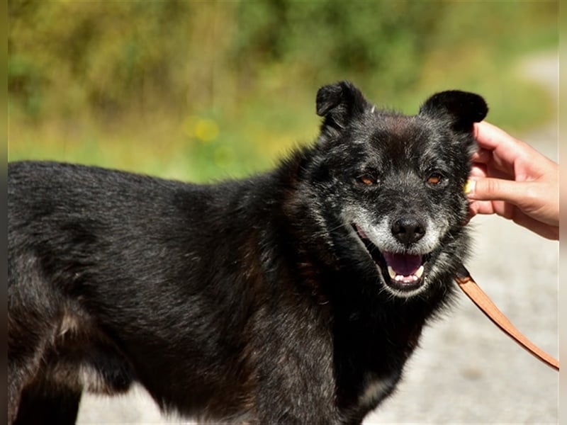 Wolfy hat einen großväterlichen Charakter