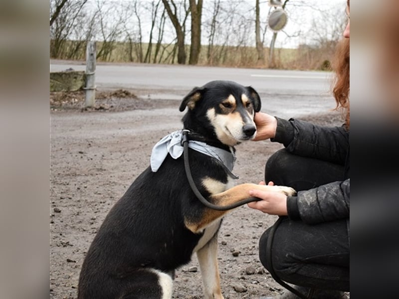 Camelot ist ein netter, eher ruhiger Hund