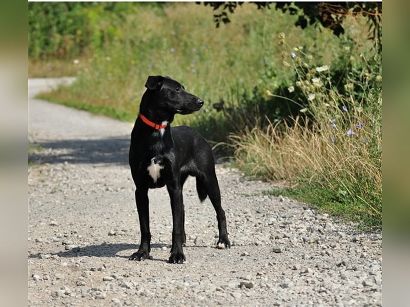 Otik S230 ist mit jedem befreundet