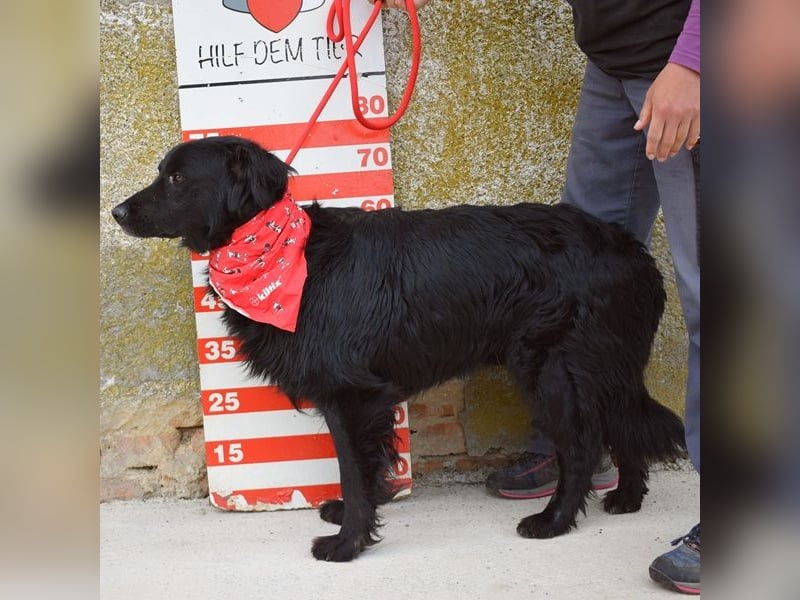 Rawen ist ein freundlicher, sanfter Hundemann