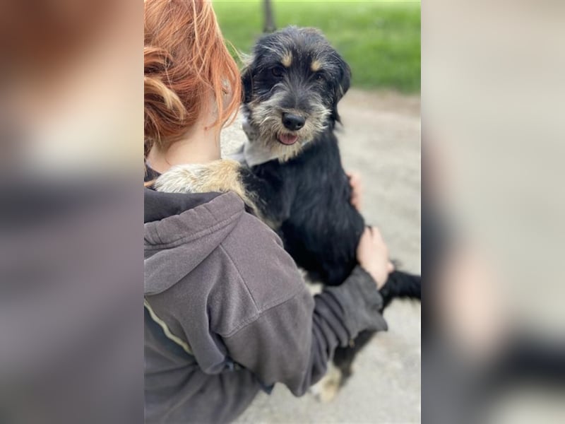 Dax ist ein neugieriger, verspielter Terrierbub