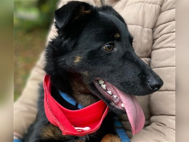 Maxik Y87 ist ein gute Laune Hund