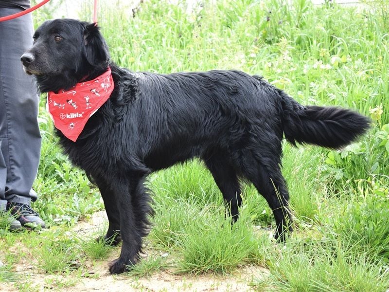Rawen ist ein freundlicher, sanfter Hundemann