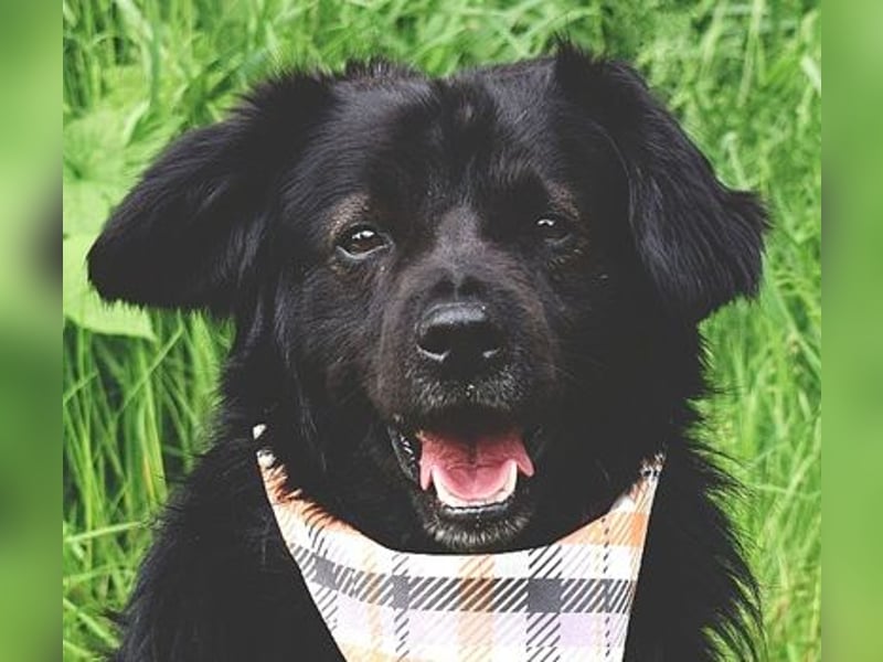 Cooper Y157 ist ein herziger Clown