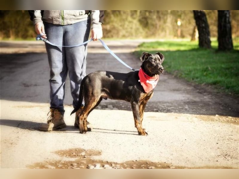 Ringo Y93 ist ein Gute Laune Hund