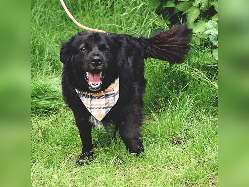 Cooper Y157 ist ein herziger Clown