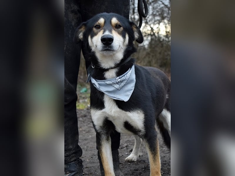Camelot ist ein netter, eher ruhiger Hund
