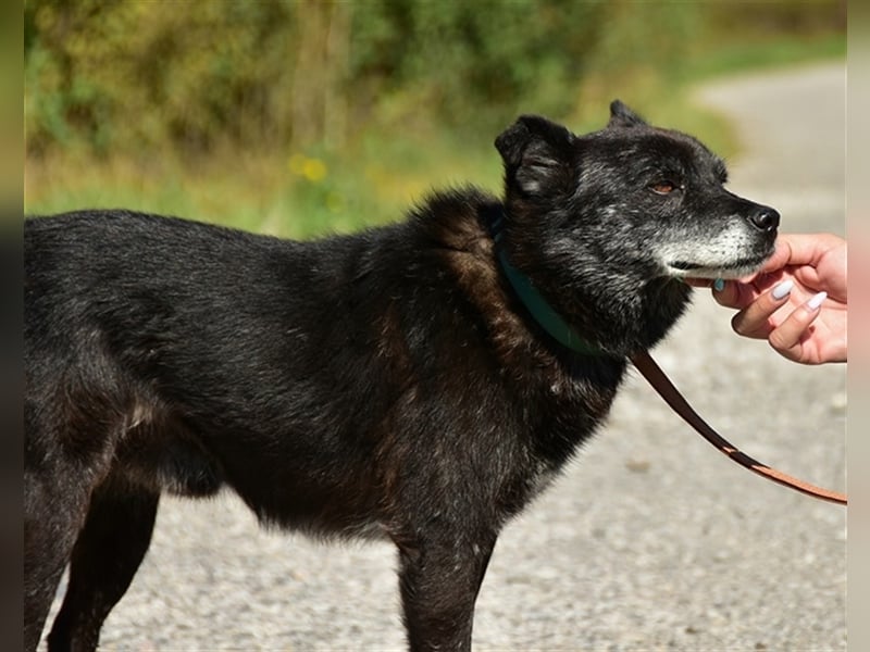 Wolfy hat einen großväterlichen Charakter