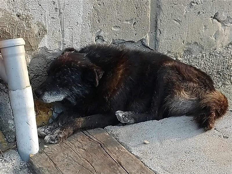 Wolfy hat einen großväterlichen Charakter