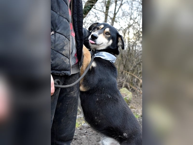 Camelot ist ein netter, eher ruhiger Hund