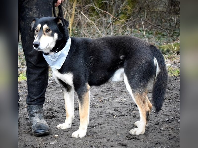 Camelot ist ein netter, eher ruhiger Hund