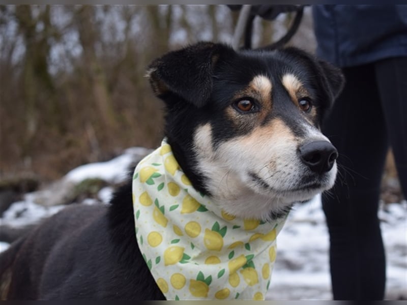Camelot ist ein netter, eher ruhiger Hund