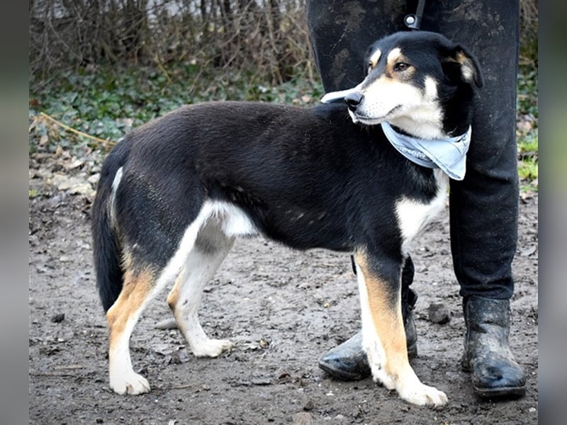 Camelot ist ein netter, eher ruhiger Hund