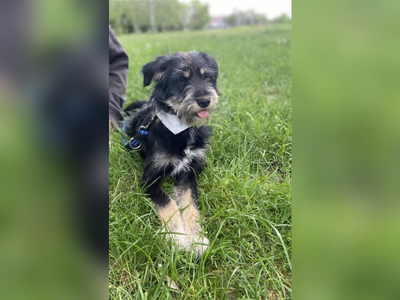 Dax ist ein neugieriger, verspielter Terrierbub