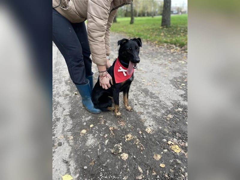 Maxik Y87 ist ein gute Laune Hund