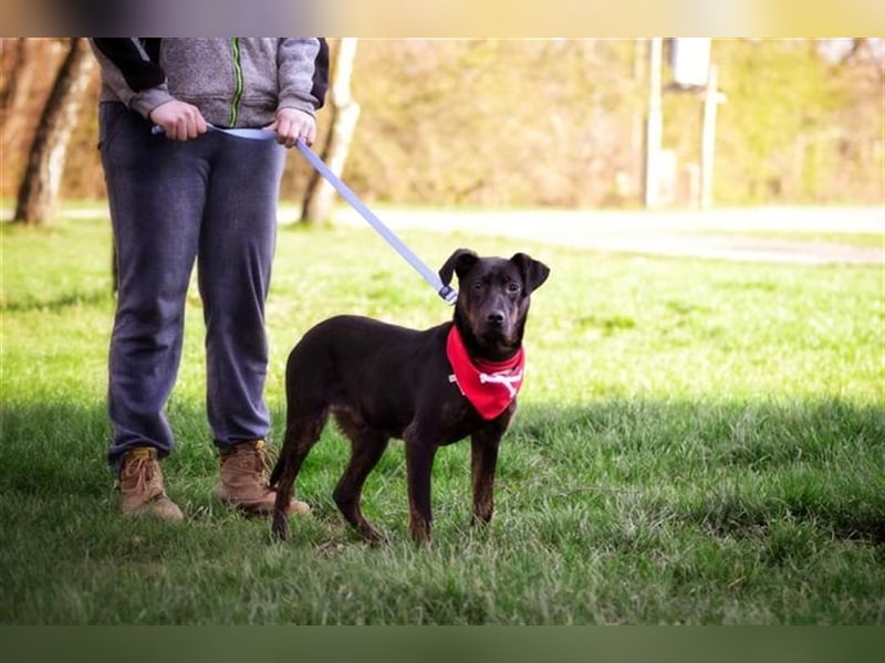 Ringo Y93 ist ein Gute Laune Hund