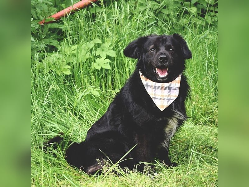 Cooper Y157 ist ein herziger Clown