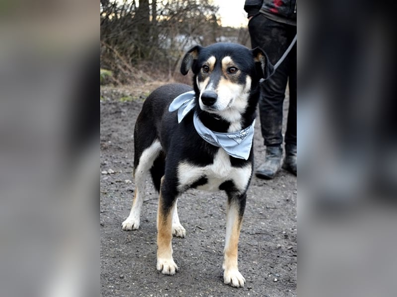 Camelot ist ein netter, eher ruhiger Hund