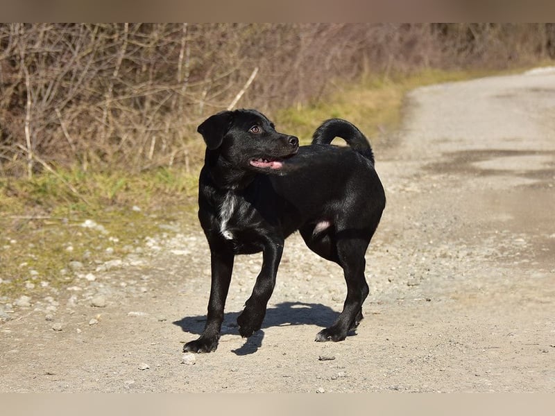 Dobby S259 ist ein gut gelaunter Hundebub
