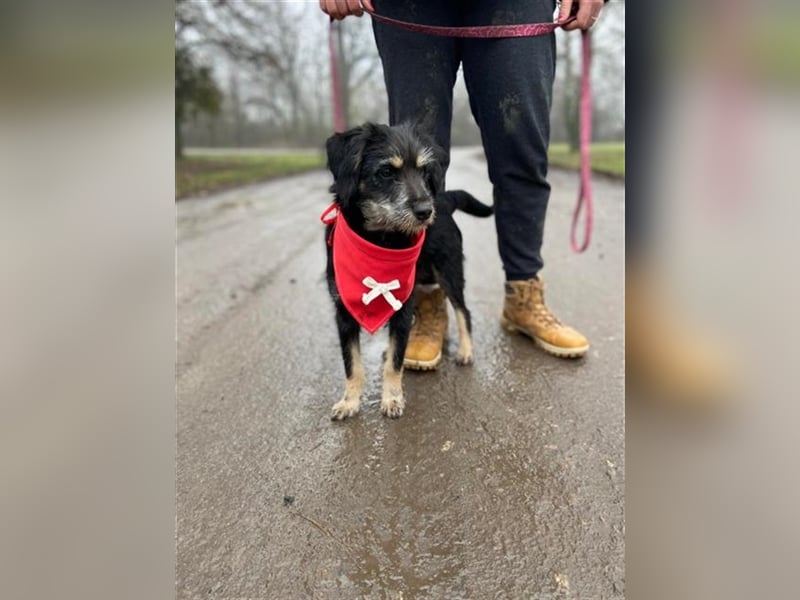 Dax ist ein neugieriger, verspielter Terrierbub
