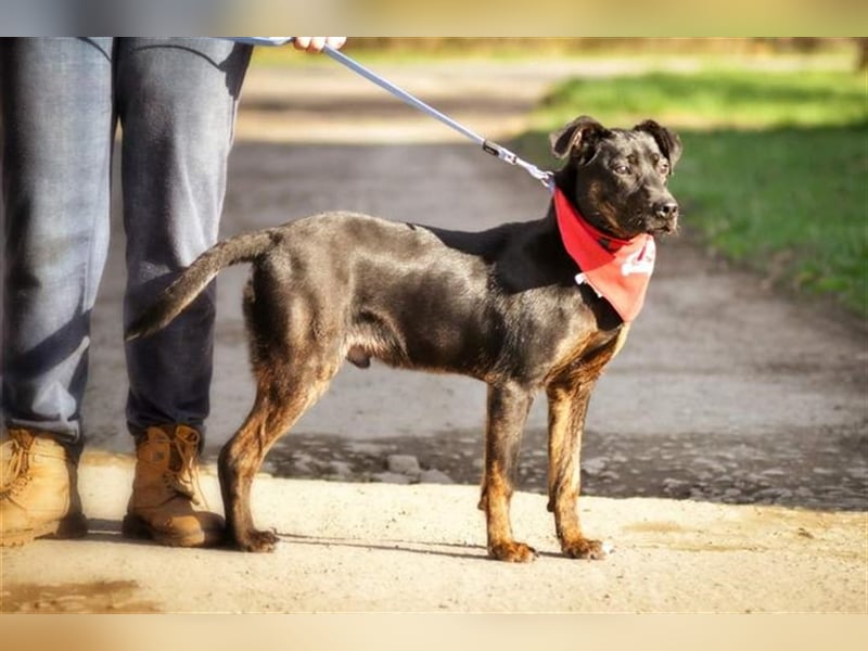 Ringo Y93 ist ein Gute Laune Hund