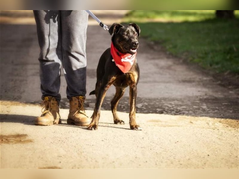 Ringo Y93 ist ein Gute Laune Hund