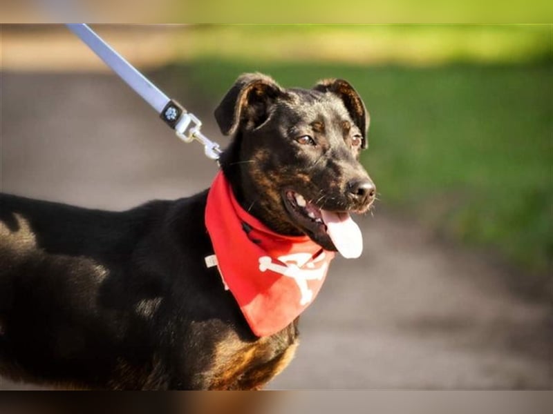 Ringo Y93 ist ein Gute Laune Hund